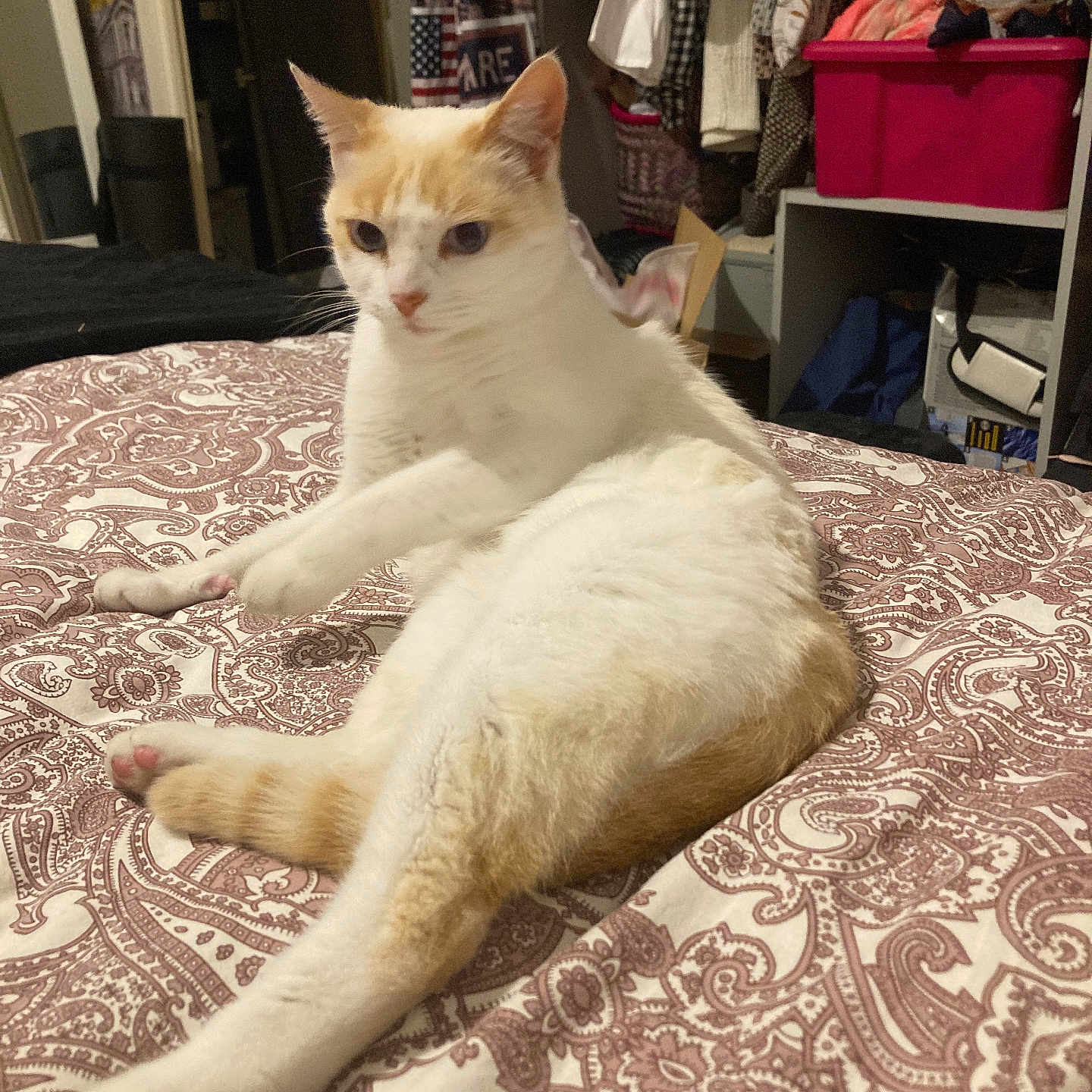 Titie Chat