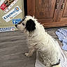 Devine a rejoint le concours — aidez-le/la à gagner de superbes lots ! dog, white_dog, black_patches, towel, wooden_floor, wooden_cabinet, refrigerator, stickers, indoor, pet, sitting, floor, clothing, blue_clothing, household, domestic, fur, tail, side_view, looking
