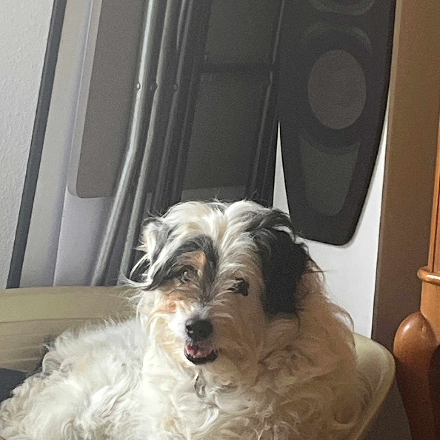 Devine participe au concours pour gagner de l'argent avec cette photo : dog, indoor, pet, fluffy, white, black, relaxed, smiling, furniture, speaker, home, cozy, canine, laying, animal, cute, domestic, companion, portrait, resting