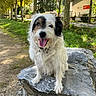 dog, white_dog, black_markings, rock, park, trees, greenery, grass, sunlight, happy, tongue_out, outdoor, nature, path, pet, animal, canine, collar, daytime, smiling
