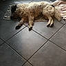 dog, sleeping, mat, tiled_floor, indoor, blanket, door, window, natural_light, resting, pet, fur, cozy, quiet, home, floor, relaxation, animal, curtains, peaceful