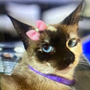 Luna joined the competition — help win amazing prizes! animal, blue_eyes, blurry, cat, close_up, cute, domestic_animal, ears, face, feline, fur, indoor, mammal, pet, pink_bow, portrait, purple_collar, siamese_cat, soft_focus, whiskers