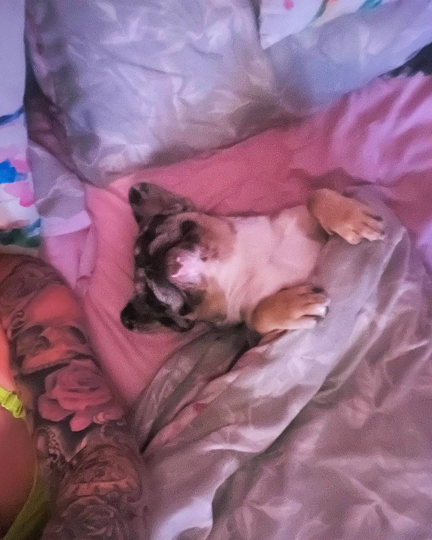 Bryan joined the competition — help win amazing prizes! bed, bedding, canidae, carnivore, cat, comfort, companion_dog, dog_breed, duvet, fawn, felidae, fur, human_leg, linens, nap, small_to_medium_sized_cats, sporting_group, tail, textile, whiskers