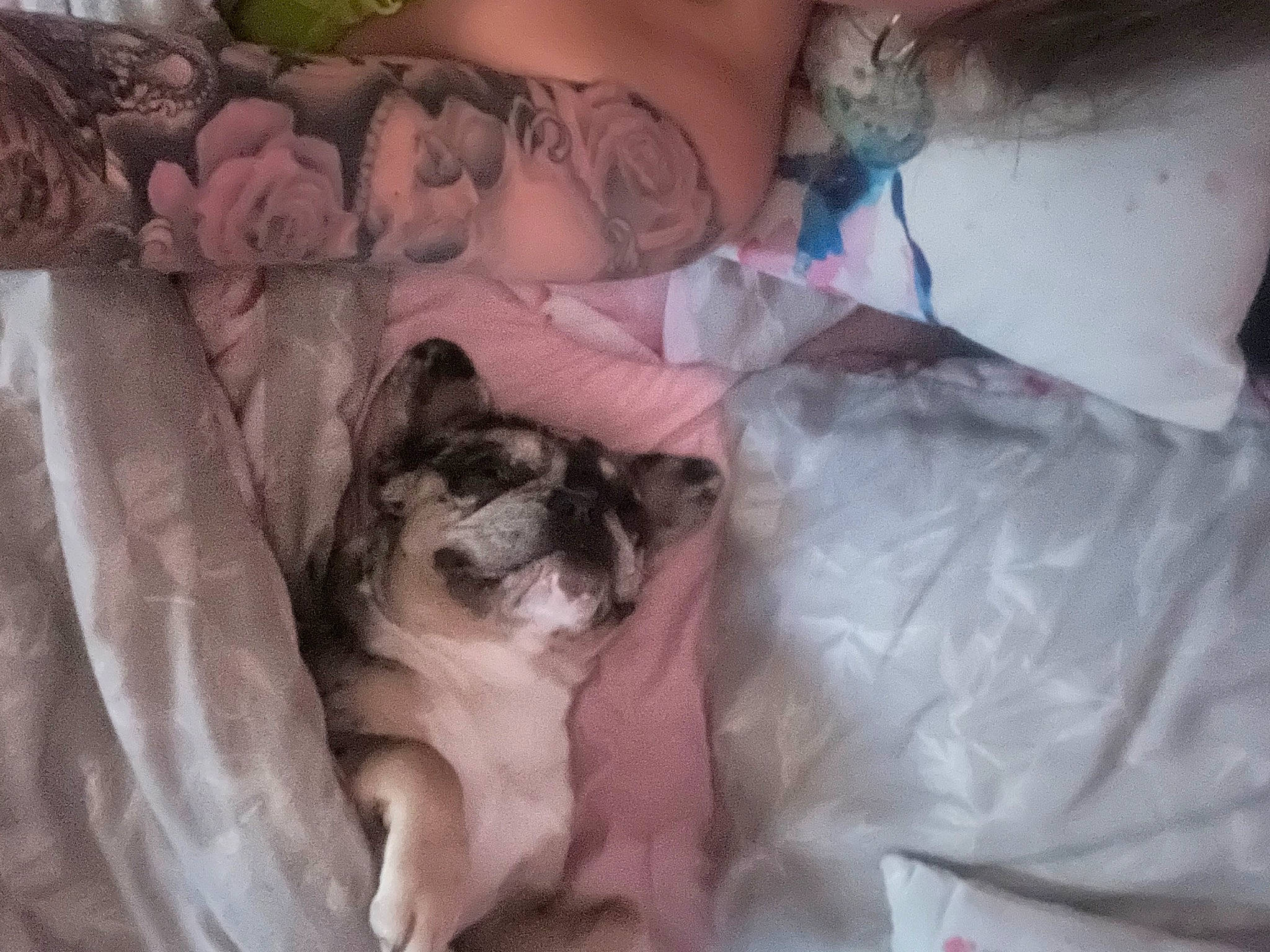 Bryan is registered to the contest to win money with this photo: bed, bedding, bedtime, canidae, carnivore, cat, chest, comfort, companion_dog, dog_breed, felidae, fur, human_leg, linens, nap, paw, small_to_medium_sized_cats, sporting_group, toy_dog, whiskers