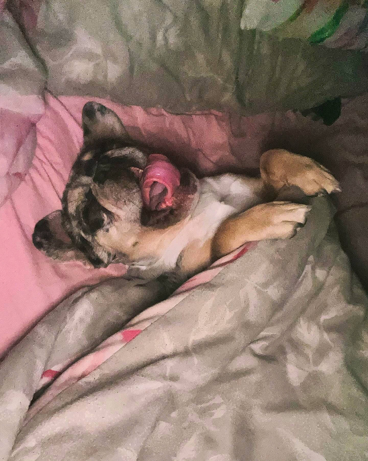 Bryan is registered to the contest to win money with this photo: bed, bedding, carnivore, comfort, companion_dog, dog, dog_breed, fawn, felidae, fur, grey, linens, nap, painting, paw, small_to_medium_sized_cats, sporting_group, tail, textile, whiskers