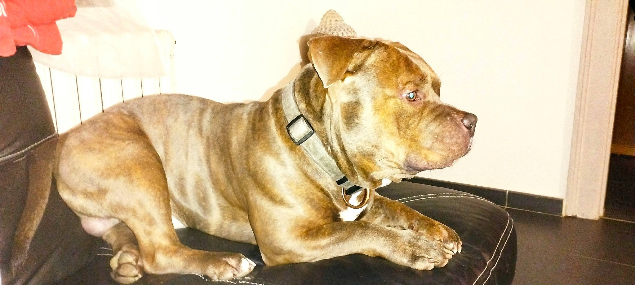 Beegee participe au concours pour gagner de l'argent avec cette photo : ancient_dog_breeds, canidae, carnivore, collar, companion_dog, dog, dog_breed, dog_collar, dog_supply, fawn, fur, liver, non_sporting_group, snout, sporting_group, terrestrial_animal, whiskers, working_animal, working_dog, wrinkle