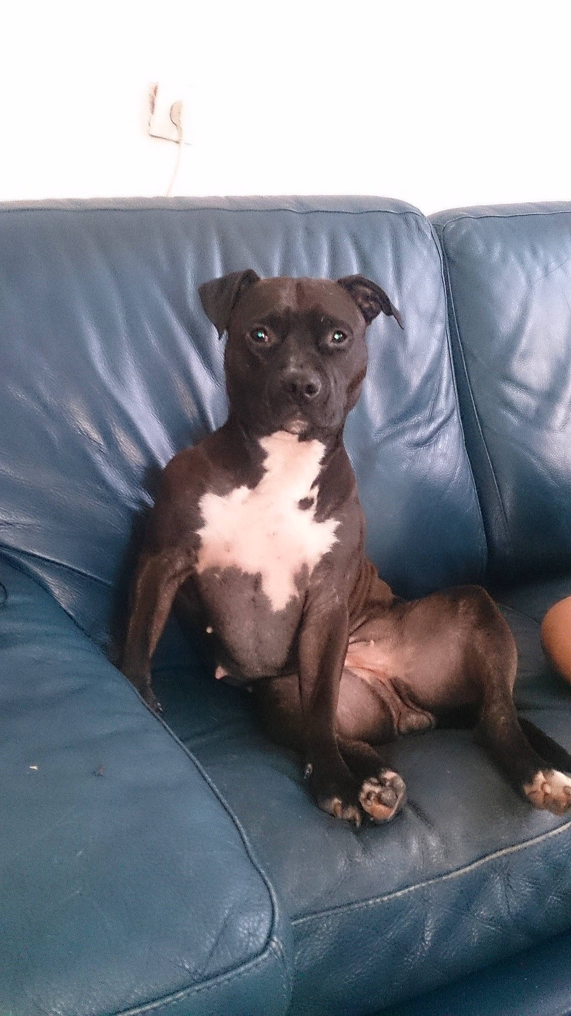 Jaïa participe au concours pour gagner de l'argent avec cette photo : ancient_dog_breeds, canidae, carnivore, comfort, companion_dog, couch, dog, dog_breed, dog_collar, fawn, guard_dog, liver, non_sporting_group, puppy, snout, sporting_group, toy_dog, whiskers, working_animal