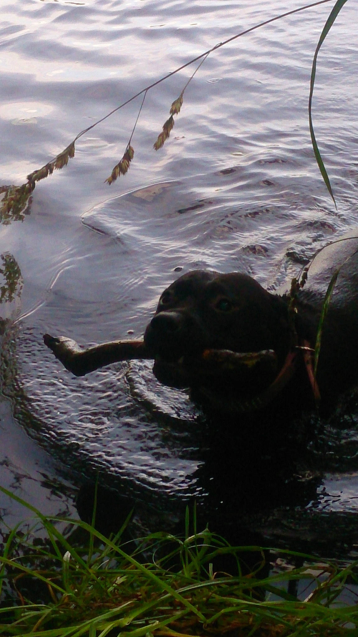 Jaïa a rejoint le concours — aidez-le/la à gagner de superbes lots ! freshwater_marsh, grass, lake, liquid, plant, pond, reflection, shadow, tail, terrestrial_animal, twig, vertebrate, water, water_bird, water_buffalo, water_resources, watercourse, wetland, wildlife, working_animal