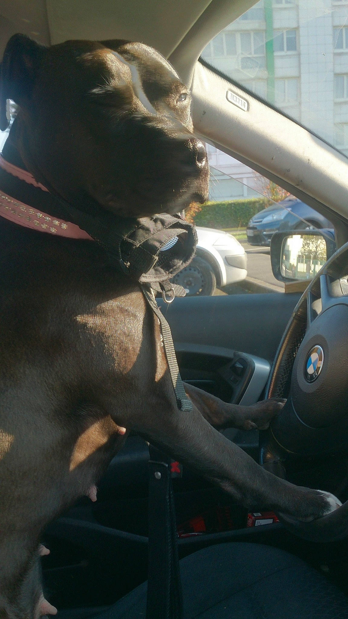 Jaïa a rejoint le concours — aidez-le/la à gagner de superbes lots ! auto_part, automotive_design, automotive_exterior, automotive_lighting, automotive_mirror, car, carnivore, dog, dog_breed, fawn, hood, motor_vehicle, personal_luxury_car, rear_view_mirror, steering_part, steering_wheel, vehicle, vehicle_door, windshield, working_animal