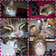 Charlie Bear is registered to the contest to win money with this photo: cat, dog, tabby_cat, black_dog, sleeping, cuddling, close_up, collage, pet, indoor, bed, blanket, fur, resting, animal, cozy, companion, cute, relaxed, collage_frame