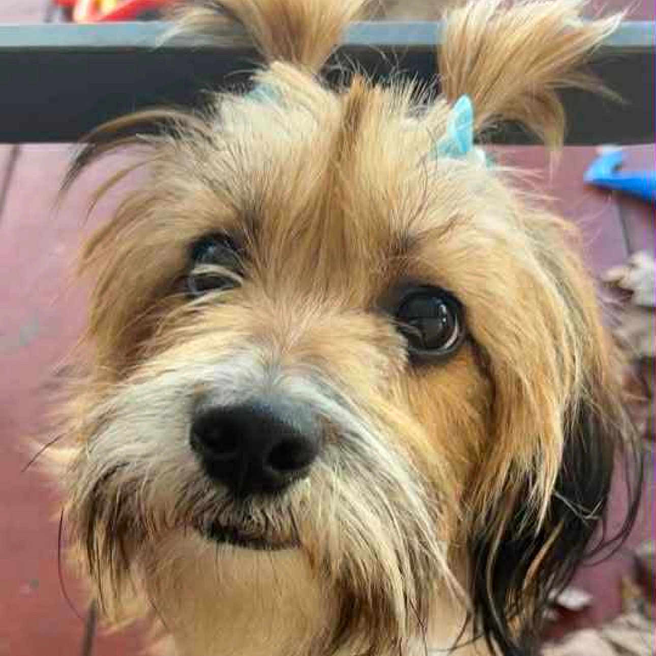 Harper Grace is registered to the contest to win money with this photo: adorable, animal, background_blur, black_nose, brown_fur, close_up, curious, cute, dog, ears, eyes, face, fur, hair_ties, outdoor, pet, playful, portrait, scruffy, whiskers