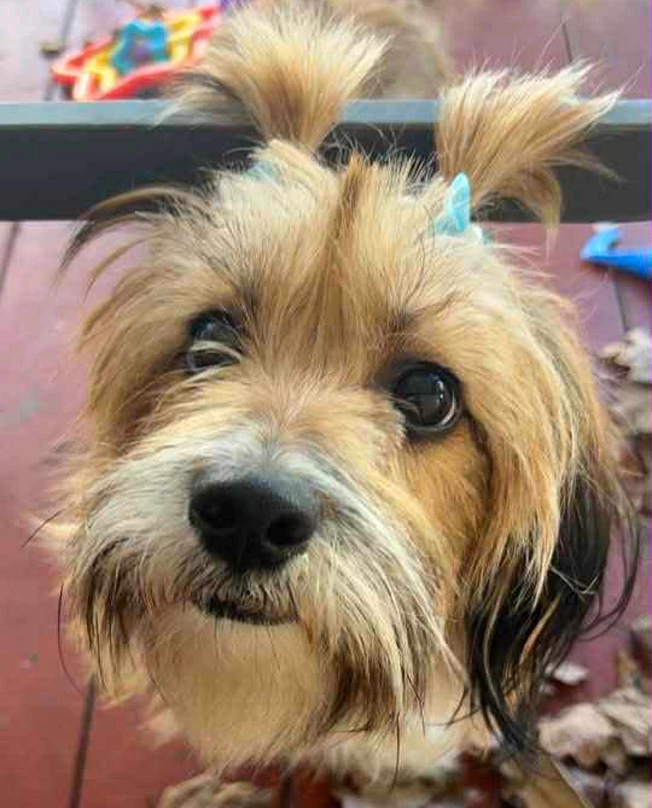 Harper Grace is registered to the contest to win money with this photo: dog, close_up, cute, hair_ties, scruffy, portrait, outdoor, pet, animal, brown_fur, black_nose, whiskers, ears, eyes, face, fur, playful, adorable, curious, background_blur