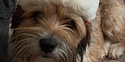 Harper Grace is registered to the contest to win money with this photo: dog, santa_hat, pet, fluffy, lying_down, indoor, holiday, christmas, cute, fur, animal, canine, cozy, resting, closeup, face, paws, domestic_animal, soft, couch