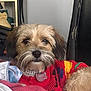 Harper Grace is registered to the contest to win money with this photo: dog, pet, sweater, pearl_necklace, blanket, fur, indoor, cozy, cute, closeup, face, comfortable, resting, animal, wearing_clothes, furniture, plush_toy, snorlax, black_chair, portrait