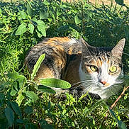 Yui is registered to the contest to win money with this photo: alert, animal, calico_cat, cat, closeup, daylight, ears, eyes, feline, fur, grass, greenery, leaf, nature, outdoor, pet, plant, sitting, sunlight, whiskers