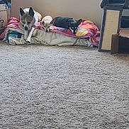 Soda Lola Belle is registered to the contest to win money with this photo: dog, blanket, window, carpet, indoor, resting, relaxed, pile, cozy, light, animal, pet, fur, ears, sleepy, home, floor, furniture, cat_tree, pile_of_blankets