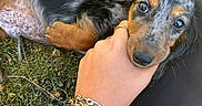 Baïko participe au concours pour gagner de l'argent avec cette photo : dog, puppy, dachshund, hand, bracelet, grass, clover, person, black_coat, tan_coat, outdoor, pet, animal, cute, young, fur, eyes, snout, resting, affection