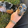 dog, puppy, dachshund, hand, bracelet, grass, clover, person, black_coat, tan_coat, outdoor, pet, animal, cute, young, fur, eyes, snout, resting, affection