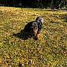 Baïko participe au concours pour gagner de l'argent avec cette photo : dog, puppy, dachshund, grass, outdoor, sunlight, shadow, nature, pet, animal, walking, greenery, field, small_dog, canine, young, mammal, garden, daylight, exploration