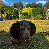 Baïko a rejoint le concours — aidez-le/la à gagner de superbes lots ! dog, puppy, dachshund, grass, garden, outdoor, sunny, sky, cloud, plants, hedge, potted_plant, greenery, pet, animal, nature, house, leaf, blue_sky, daylight