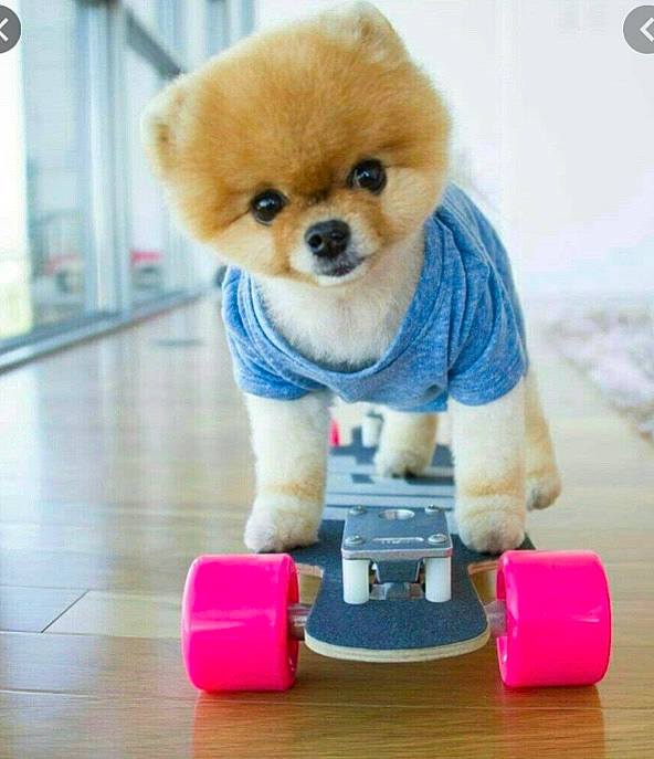 Jiff Pom is registered to the contest to win money with this photo: canidae, carnivore, companion_dog, dog, dog_breed, dog_clothes, german_spitz, non_sporting_group, pomeranian, puppy, shiba_inu, spitz, toy_dog