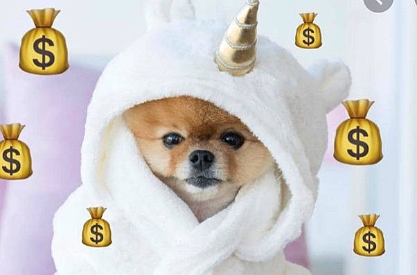 Jiff Pom joined the competition — help win amazing prizes! canidae, carnivore, companion_dog, dog, dog_breed, german_spitz_klein, mammal, non_sporting_group, pomeranian, puppy, shih_tzu, snout, spitz, toy_dog