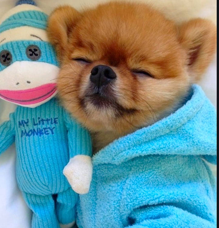 Jiff Pom is registered to the contest to win money with this photo: ancient_dog_breeds, canidae, carnivore, companion_dog, dog, dog_breed, dog_clothes, fawn, german_spitz, german_spitz_klein, mammal, non_sporting_group, pomeranian, puppy, puppy_love, snout, spitz, toy_dog