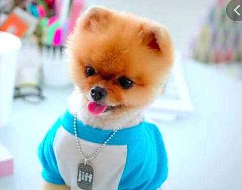 Jiff Pom