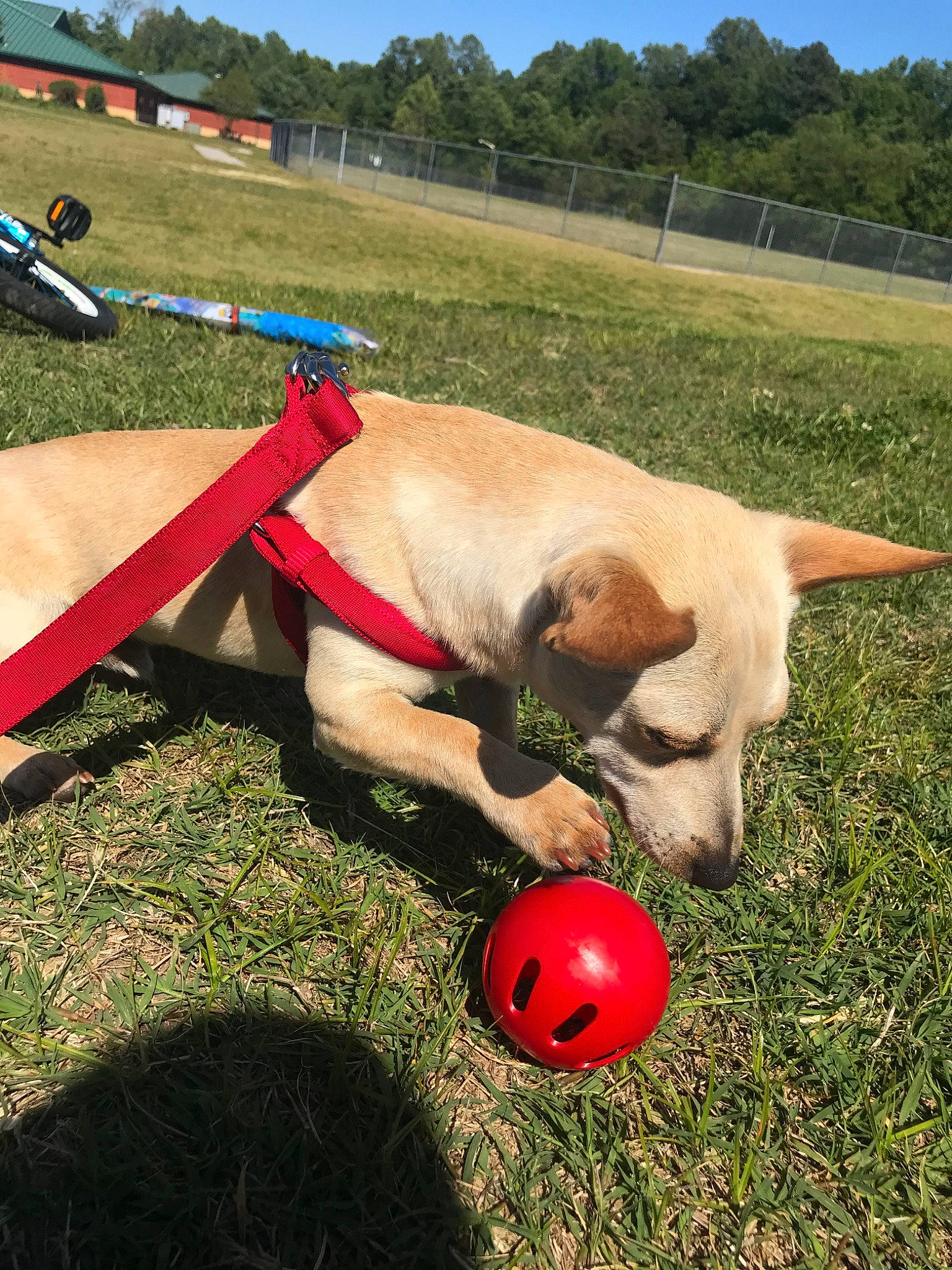 Amigo is registered to the contest to win money with this photo: ball, canidae, carnivore, dog, dog_breed, dog_toy, fawn, labrador_retriever, snout, sporting_group