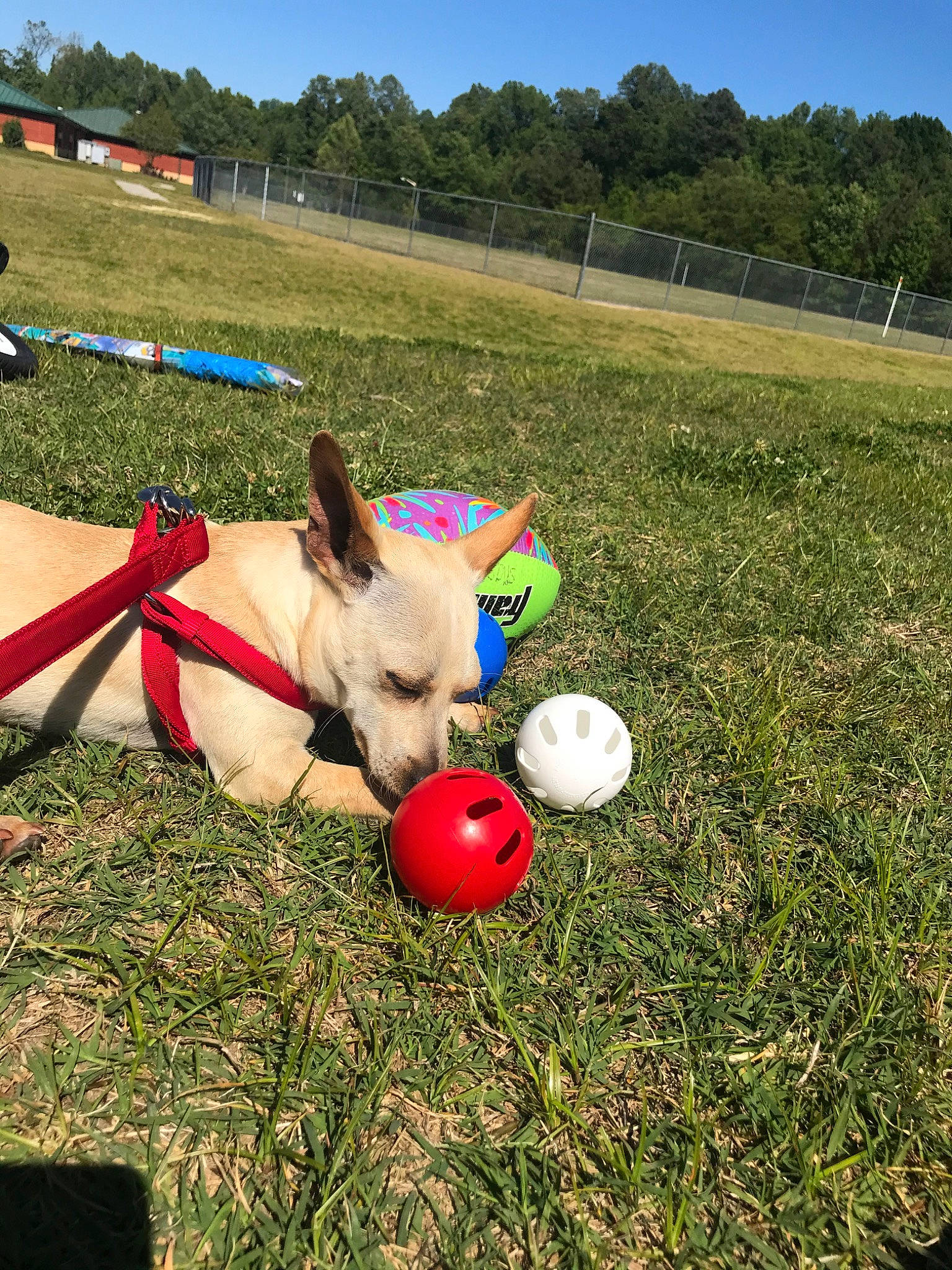 Amigo is registered to the contest to win money with this photo: ball, canidae, dog_toy, horse, mammal