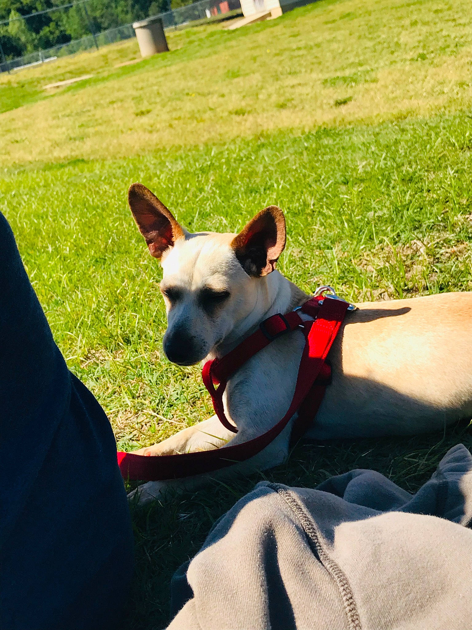 Amigo joined the competition — help win amazing prizes! adventure, canidae, carnivore, chihuahua, companion_dog, corgi_chihuahua, dog, dog_breed, ear, fawn, grass, mammal, rat_terrier, snout, sporting_group, toy_dog, vacation, vertebrate