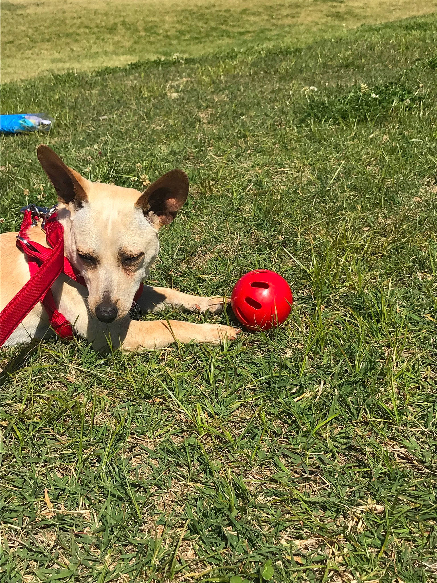 Amigo is registered to the contest to win money with this photo: ball, canidae, carnivore, dog, dog_breed, fawn, grass, mammal, plant, vertebrate, working_dog