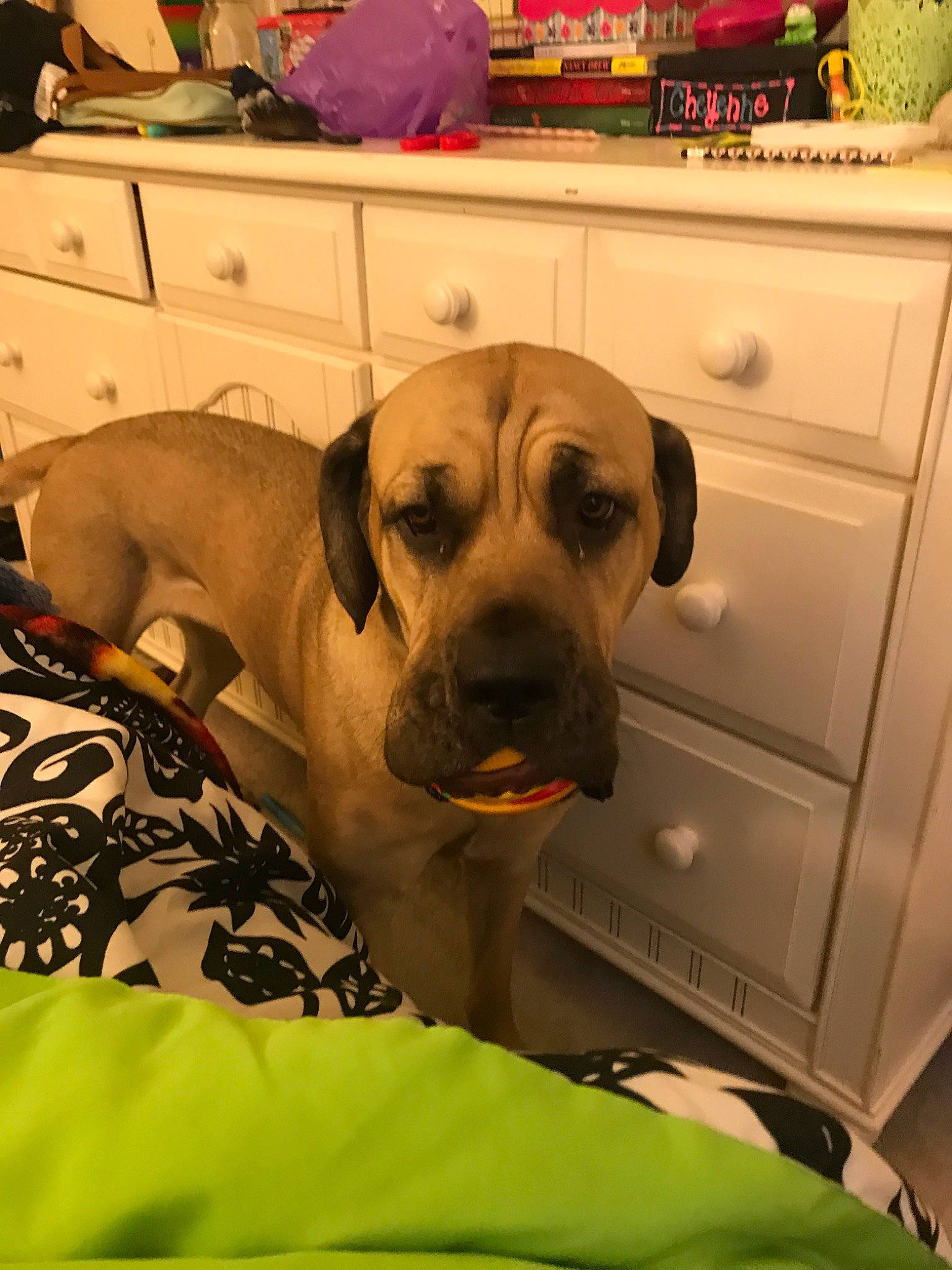 Lucy joined the competition — help win amazing prizes! black_mouth_cur, boerboel, bullmastiff, canidae, carnivore, companion_dog, dog, dog_breed, ear, english_mastiff, fawn, fila_brasileiro, great_dane, mammal, puggle, rare_breed_dog, rhodesian_ridgeback, snout, sporting_group, vertebrate
