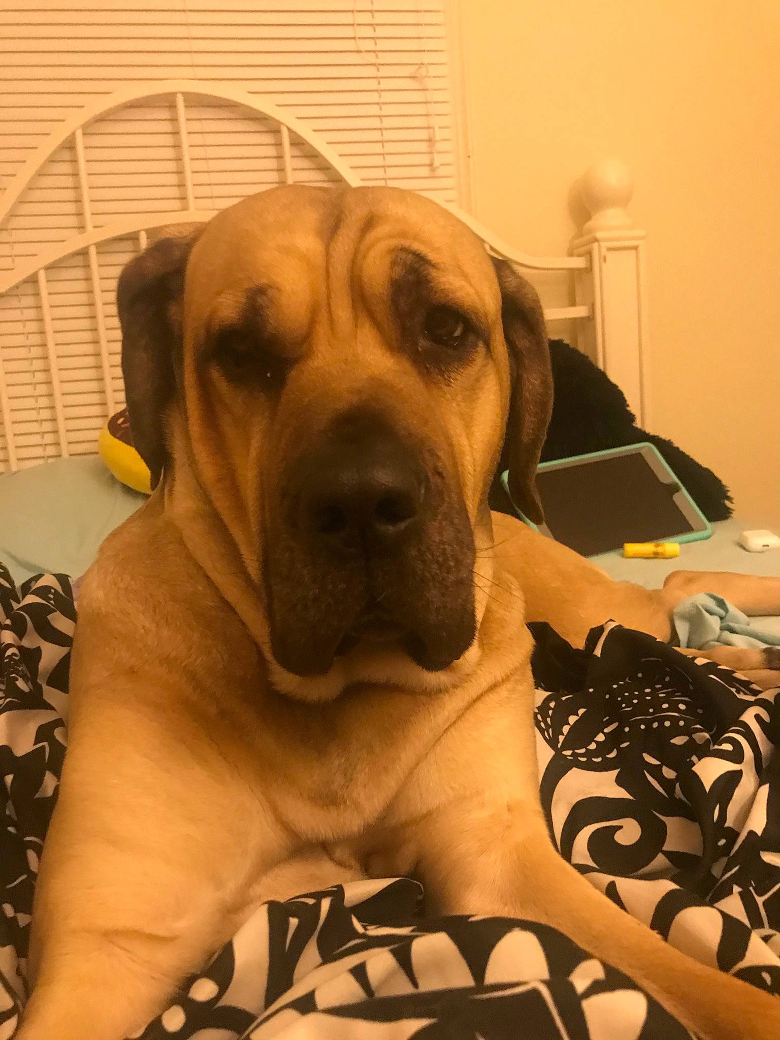 Lucy joined the competition — help win amazing prizes! black_mouth_cur, boerboel, broholmer, bullmastiff, canidae, carnivore, dog, dog_breed, english_mastiff, fawn, fila_brasileiro, guard_dog, mammal, molosser, non_sporting_group, rare_breed_dog, skin, snout, sporting_group, vertebrate