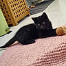 black_kitten, cat, indoor, pink_rug, toy, feathers, floor, cabinet, trash_bin, playful, pet, cute, furry, animal, lying_down, wide_eyes, tongue_out, cozy, wooden_furniture, home