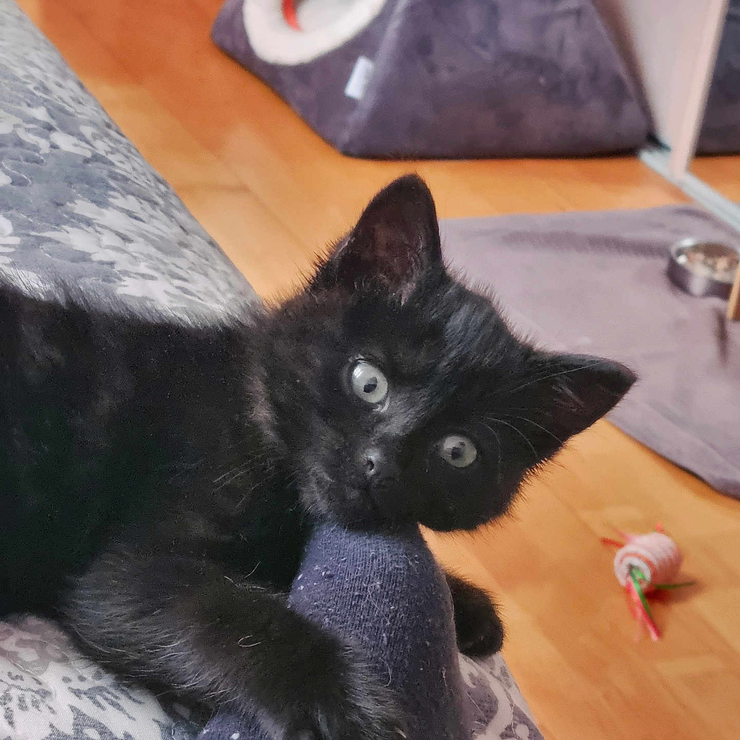 Karma participe au concours pour gagner de l'argent avec cette photo : black_kitten, cat, kitten, sock, foot, indoor, wooden_floor, cat_house, cat_toy, food_bowl, playful, pet, animal, cute, curious, paw, bite, feline, cozy, home