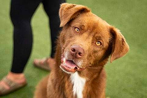 Parker joined the competition — help win amazing prizes! canidae, carnivore, companion_dog, dog, dog_breed, dog_collar, fawn, foot, fur, grass, gun_dog, hunting_dog, liver, retriever, snout, sporting_group, terrestrial_animal, whiskers, wildlife, working_animal