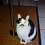Moustache participe au concours pour gagner de l'argent avec cette photo :