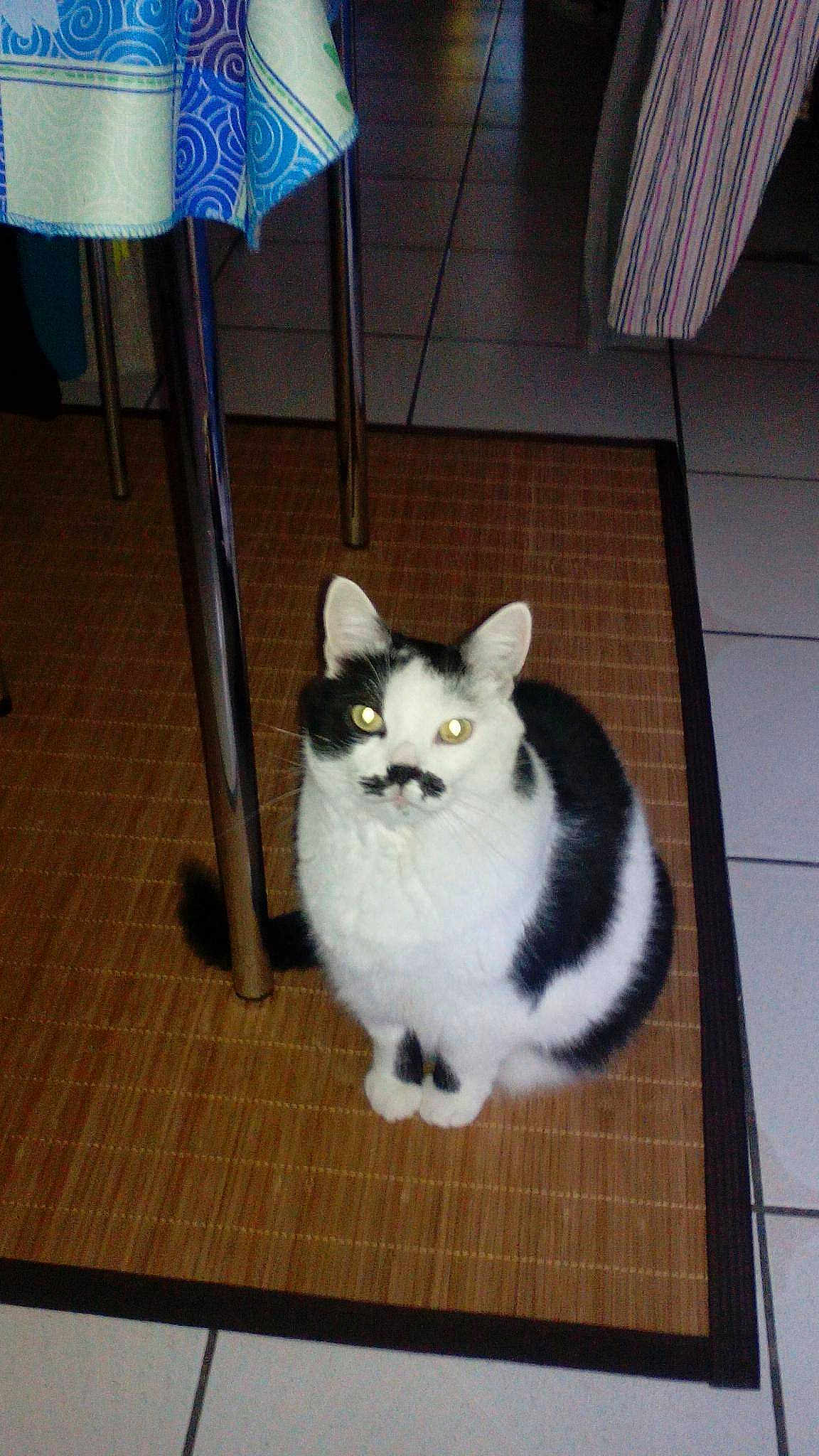 Moustache