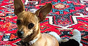 Peaches is registered to the contest to win money with this photo: dog, puppy, small_dog, tan_fur, pointed_ears, large_ears, sitting, collar, indoor, rug, patterned_rug, colorful, plush_toy, black_and_white_toy, pet, portrait, close_up, animal, floor, alert