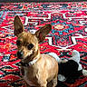 dog, puppy, small_dog, tan_fur, pointed_ears, large_ears, sitting, collar, indoor, rug, patterned_rug, colorful, plush_toy, black_and_white_toy, pet, portrait, close_up, animal, floor, alert