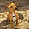 Peaches joined the competition — help win amazing prizes! dog, small_dog, tan_dog, sitting, pet, collar, pink_collar, white_chest, floppy_ears, upright_ears, tail, paws, black_nose, dark_eyes, indoors, rug, floor, wood_floor, portrait, head_tilt