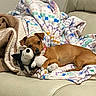Peaches is registered to the contest to win money with this photo: dog, puppy, pet, sleeping, lying_down, stuffed_animal, penguin_toy, blanket, couch, indoor, home, cozy, brown_dog, collar, snuggling, relaxed, face, ears, furniture, portrait