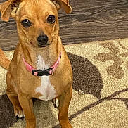 Peaches joined the competition — help win amazing prizes! dog, puppy, brown_dog, sitting, indoors, rug, carpet, wood_floor, pink_collar, floppy_ears, white_chest, white_paws, black_nose, dark_eyes, pet, portrait, front_view, animal, home, cute