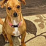 dog, puppy, brown_dog, sitting, indoors, rug, carpet, wood_floor, pink_collar, floppy_ears, white_chest, white_paws, black_nose, dark_eyes, pet, portrait, front_view, animal, home, cute