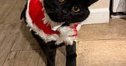 Jack joined the competition — help win amazing prizes! black_cat, cat, pet, animal, floor, wood_floor, tile_floor, door, costume, santa_hat, santa_outfit, holiday, festive, indoor, curious, cute, small_pet, domestic_cat, tilted_head, christmas