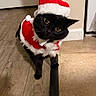 black_cat, cat, pet, animal, floor, wood_floor, tile_floor, door, costume, santa_hat, santa_outfit, holiday, festive, indoor, curious, cute, small_pet, domestic_cat, tilted_head, christmas
