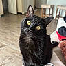 Jack joined the competition — help win amazing prizes! black_cat, cat, yellow_eyes, indoor, feline, curious, pet, animal, whiskers, ears, fur, cozy, home, floor, furniture, stool, couch, domestic, closeup, portrait