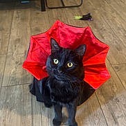 Jack joined the competition — help win amazing prizes! cat, black_cat, costume, red, cape, indoor, floor, wooden_floor, pet, animal, yellow_eyes, playful, toy, furniture, curious, sitting, domestic_cat, house, pet_toy, flooring
