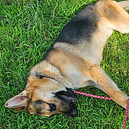 Zues joined the competition — help win amazing prizes! dog, german_shepherd, grass, leash, outdoor, pet, canine, animal, playful, relaxed, nature, sunlight, greenery, fur, ears, snout, lying_down, daytime, mammal, companion